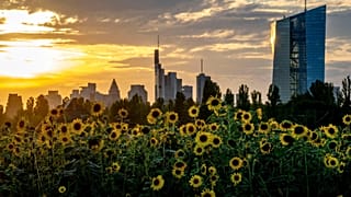 Sunflowers blossom in front of the European Central Bank, right, in Frankfurt, Germany.