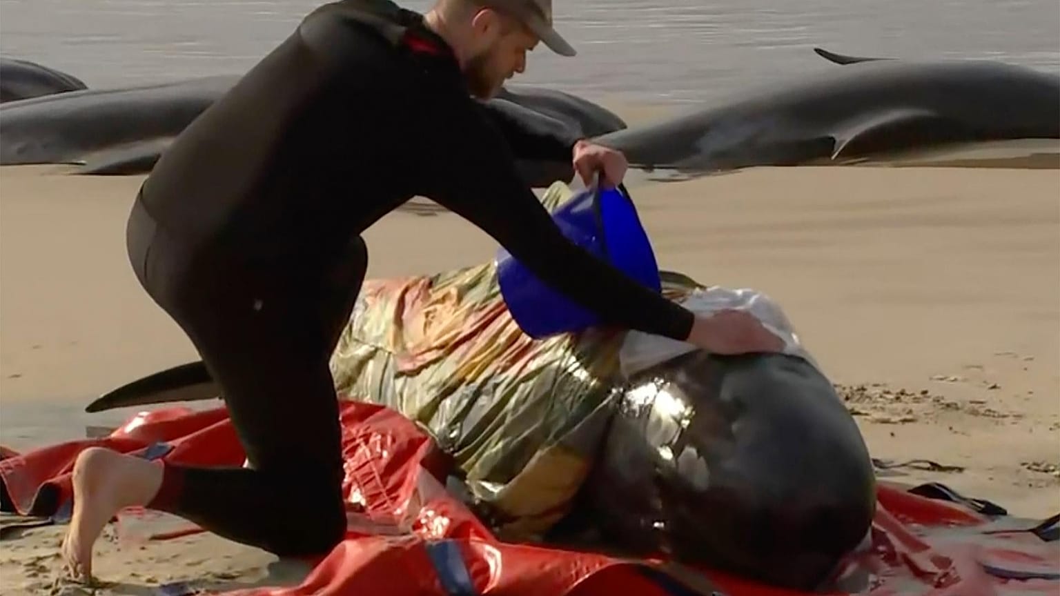 A rescuer pours water on one of stranded whales on Ocean Beach, near Strahan, Australia.