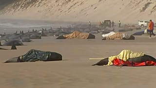 نفوق نحو 200 حوت طيار في أستراليا 