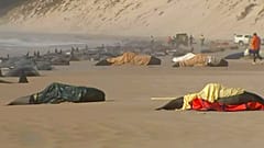 Gestrandete Wale an der Küste Tasmaniens
