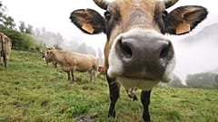 Das grüne Spanien: Traditionsreiche Rinderzucht im Norden des Landes