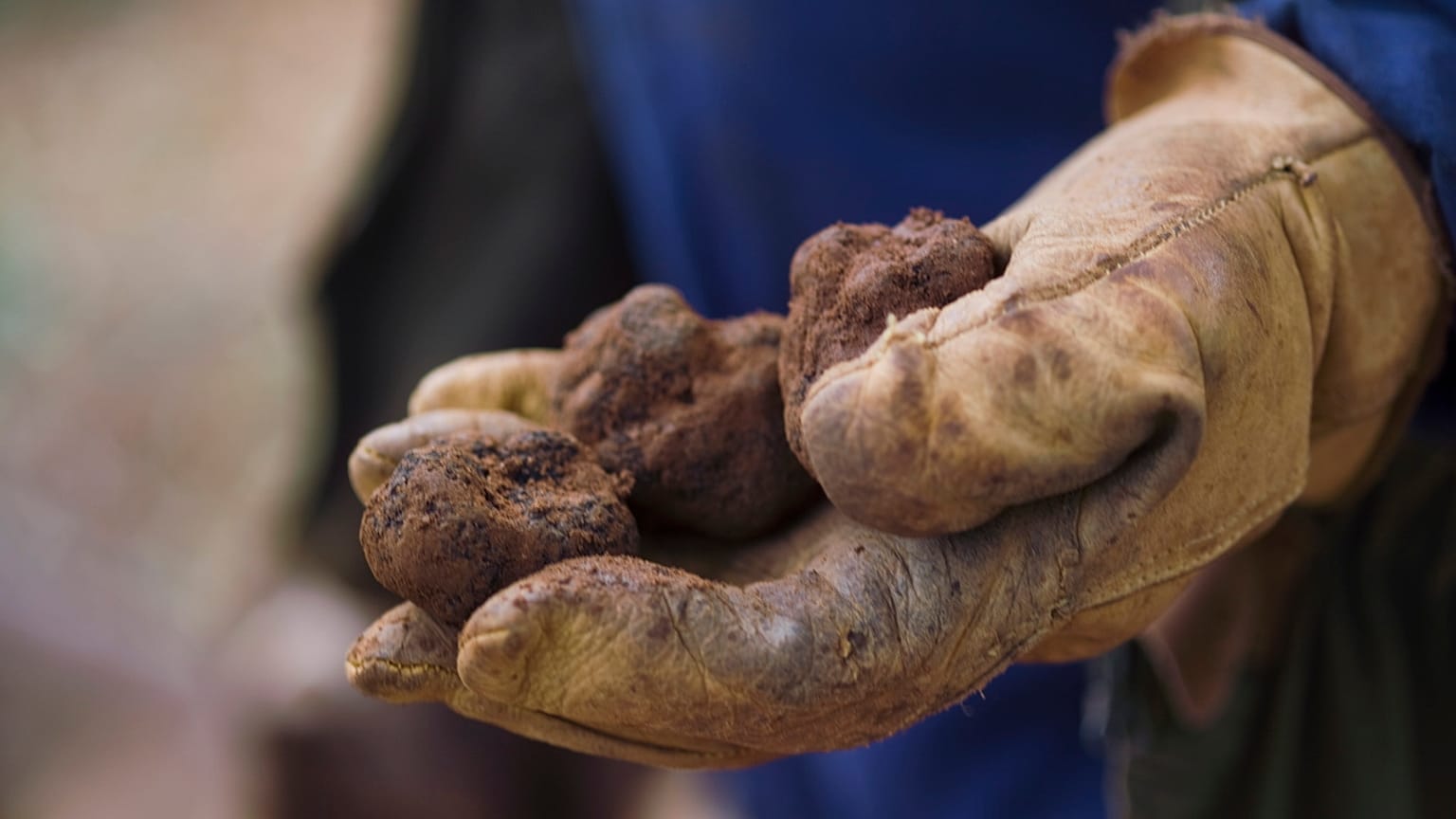 Black truffles are known as black diamonds or black gold