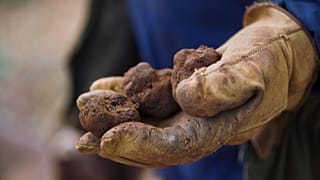 La trufa negra, conocida como 'el oro negro' o 'diamante negro'