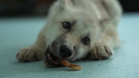 Still image from video of cloned Arctic Wolf Maya, in China 