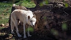 Ein arktischer Wolf im Zoo von Peking.