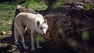 Maya, a klónozott sarkvidéki farkas