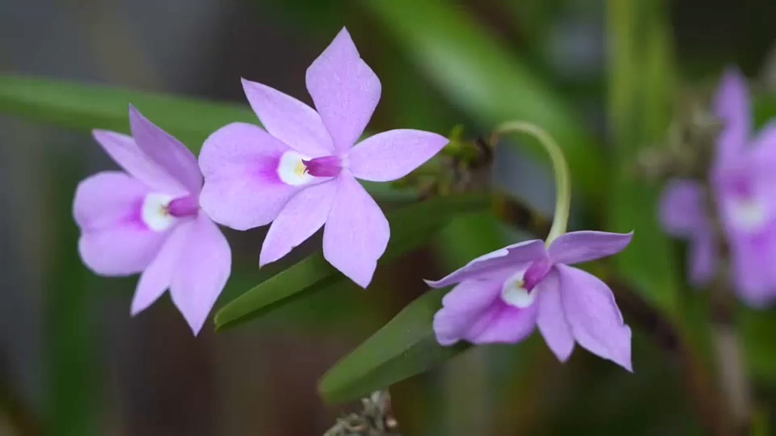 Bogotá hace tributo a la flor emblemática del país con la Exposición Nacional de Orquídeas