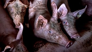 Mastschweine