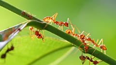 Researchers estimate that there are 20 quadrillion ants in the world.