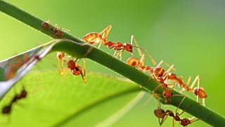 Researchers estimate that there are 20 quadrillion ants in the world.