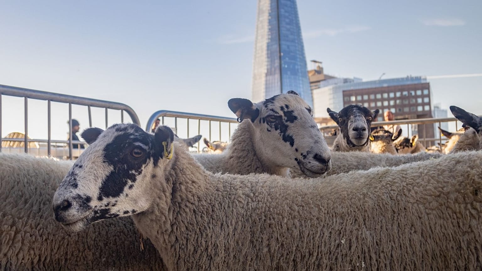 A small heard of sheep was taken across London Bridge - and back again on 25 Sunday, 2022.