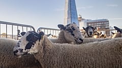 A small heard of sheep was taken across London Bridge - and back again on 25 Sunday, 2022.