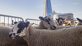 A small heard of sheep was taken across London Bridge - and back again on 25 Sunday, 2022.