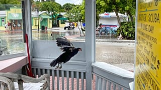 A chicken leaves its roost at a dive boat's unmanned booking booth in Key West, Florida on Monday, as King Tides begin to flood city streets.