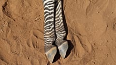 The carcass of an endangered Grevy's Zebra, which died during the drought, is seen in the Samburu national park, Kenya.
