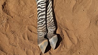 The carcass of an endangered Grevy's Zebra, which died during the drought, is seen in the Samburu national park, Kenya.