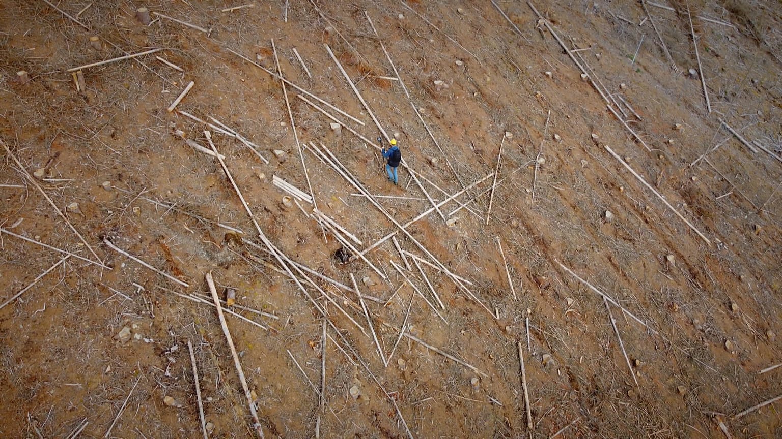 La sequía, los incendios y los insectos destruyen los bosques de Alemania y Francia