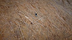 Aufgefressen und abgebrannt: Borkenkäfer und Brände raffen den Wald dahin