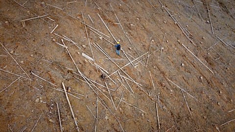 Climate crisis: how beetles and fire are devouring European forests