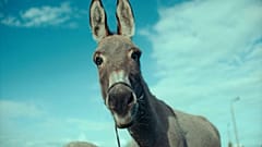 Film über den Leidensweg eines Esels