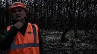 Un employé de l'Office national des forêts devant des arbres brûlés à proximité de La Teste-de-Buch au sud ouest de la France - 27.09.2022