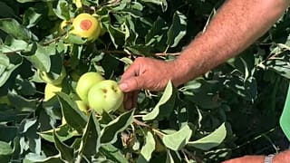 Un producteur de pommes à Carrazeda de Ansiães, Portugal
