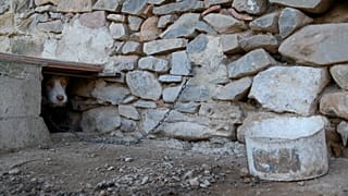 Video footage taken in 29 kennels across Spain showed the unkempt dogs chained up and left by their owners.