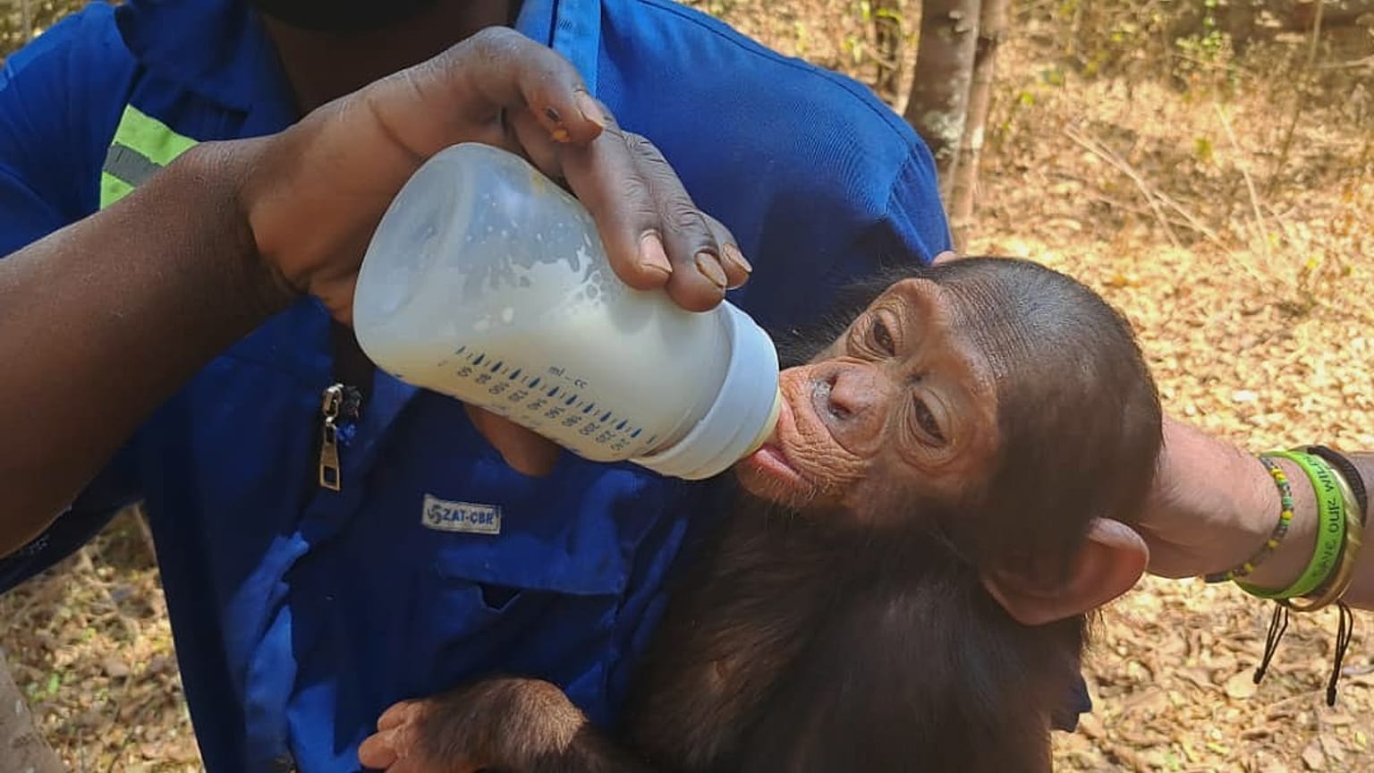 César, l'un des trois chimpanzés kidnappés le 9 septembre dernier 