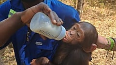 César, l'un des trois chimpanzés kidnappés le 9 septembre dernier 