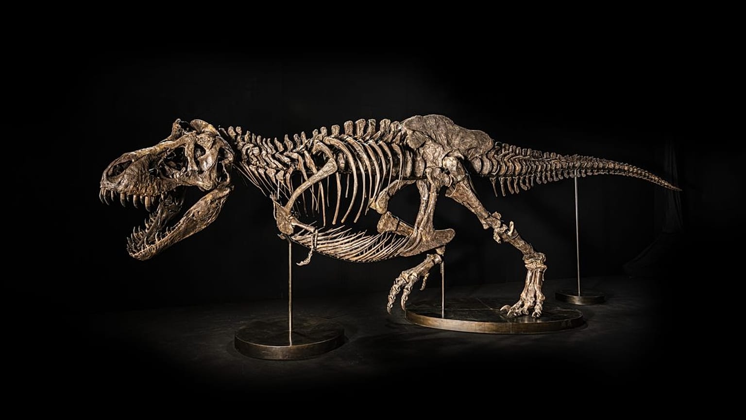 T-Rex Shen 
