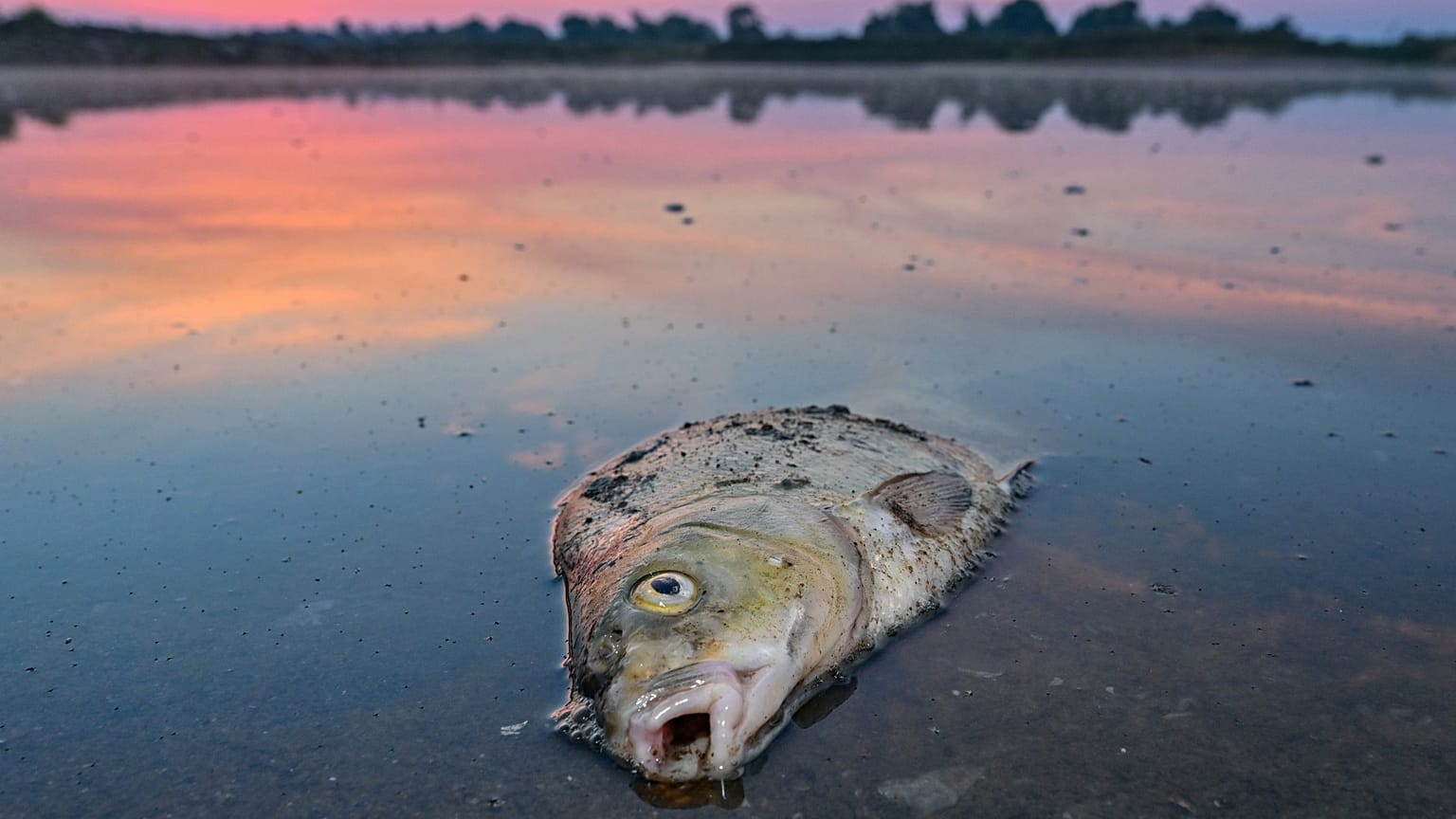 Zwischen 200 und 400 Tonnen Fisch verendeten in der Oder.