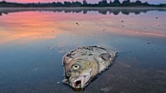 Zwischen 200 und 400 Tonnen Fisch verendeten in der Oder.