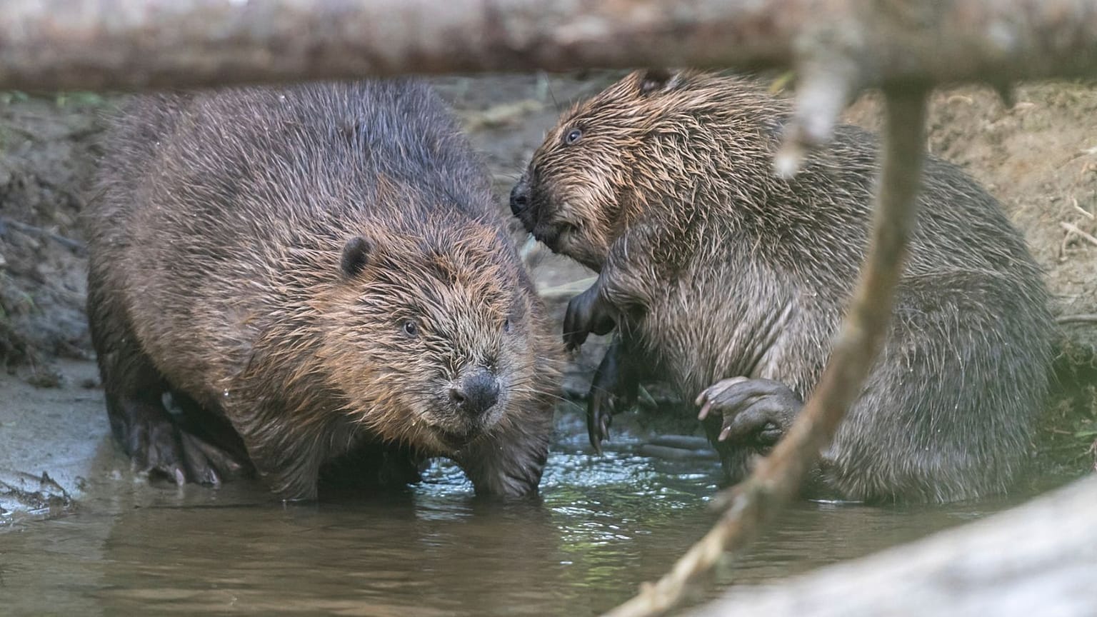 These wild beavers have just become a protected species in England.
