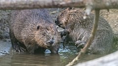 These wild beavers have just become a protected species in England.