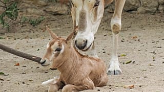 Una cría de Orix de cimitarra en el Zoo de Lisboa