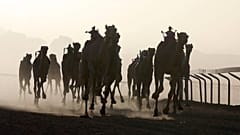 سباق الهجن