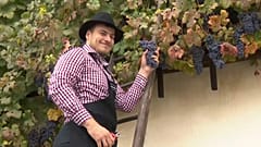 La vieille vigne a été plantée à Maribor à la fin du Moyen Âge pendant les invasions turques.
