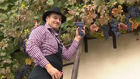 La vieille vigne a été plantée à Maribor à la fin du Moyen Âge pendant les invasions turques.