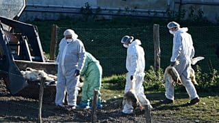 Aves mortas em exploração agrícola em França
