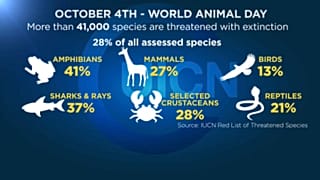 Dati preoccupanti per gli animali a rischio estinzione. 