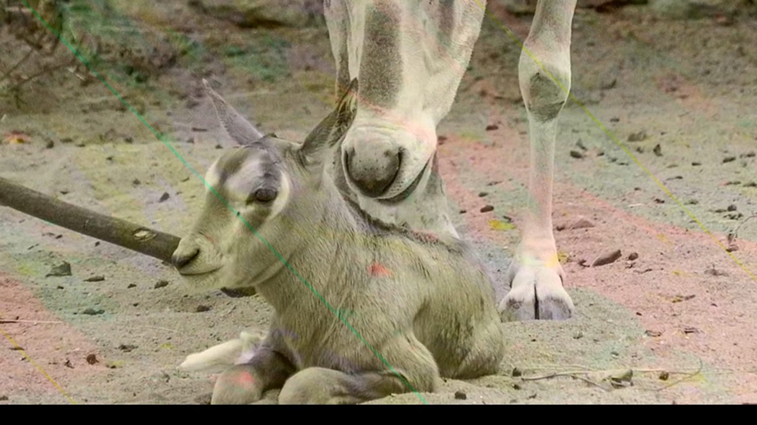 Scimitar-Orix-Kalb - auch Krummsäbel Oryx -