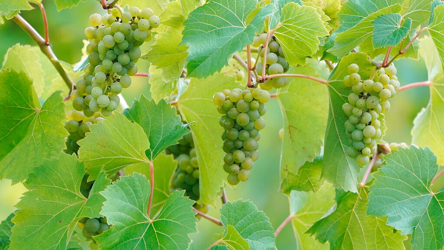 Vendemmia in Georgia
