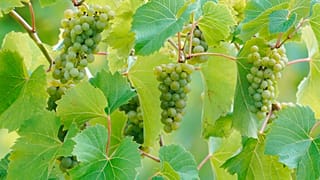Weinbau in Georgien