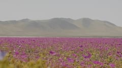 Flowers bloom in the Atacama Desert in Chile