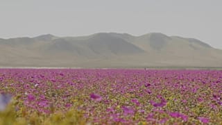 Flowers bloom in the Atacama Desert in Chile