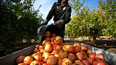 Exotische Früchte aus Spanien: Mango, Granatapfel und Avocado