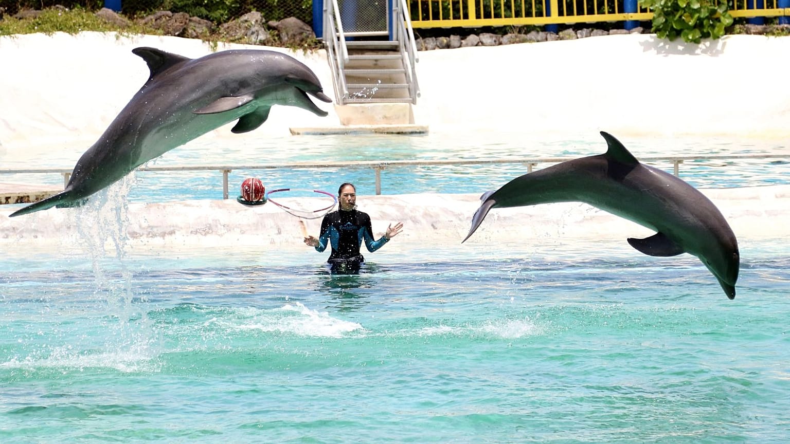 Two dolphins perform at Sea Life Park in Waimanalo, Hawaii, in 2017.
