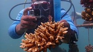 Ein künstliches Korallenriff vor der kenianischen Wasini-Insel im Juni 2022 