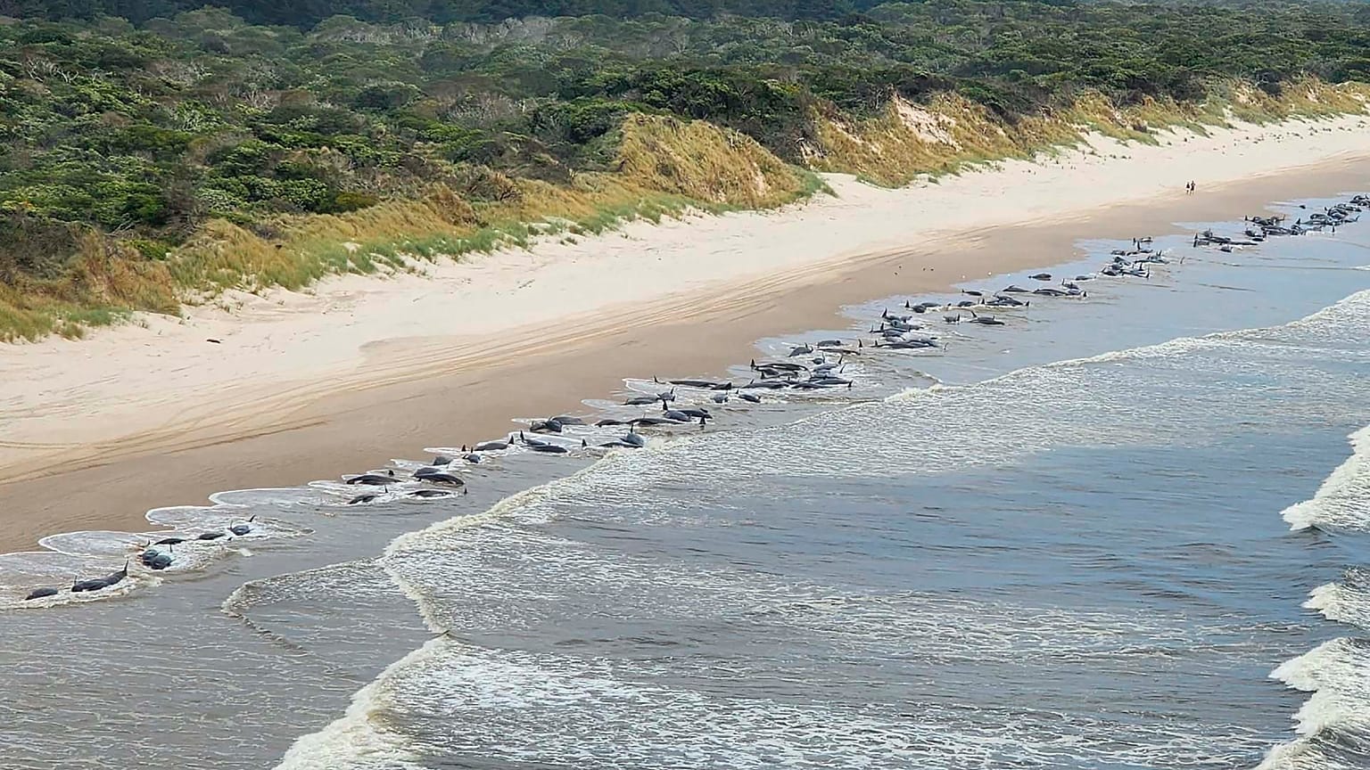 Imagem de um outro incidente recente ocorrido na Tasmânia, Austrália