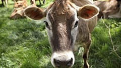 Fleischproduktion treibt Klimawandel und Hunger